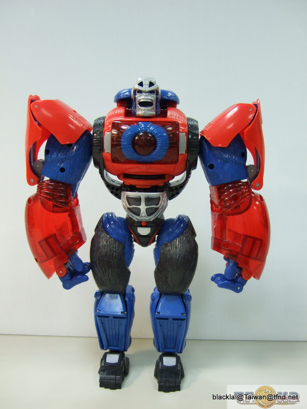 Year Of The Monkey Optimus Primal Out Of Box Show Platinum Edition Compared With Original  (11 of 50)